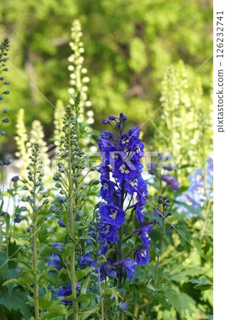 Delphinium flower, April 2025 Delphinium flower, April 2025 126232741