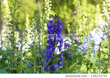 Delphinium flower, April 2025 Delphinium flower, April 2025 126232742