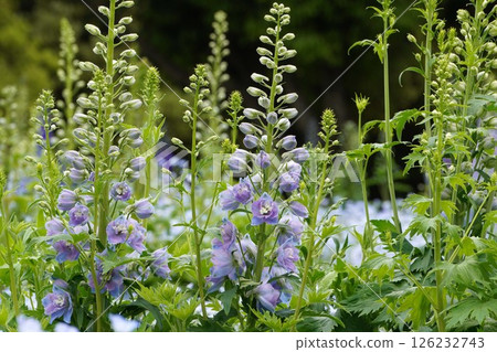 飛燕草花，2025年4月 126232743