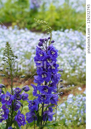 飛燕草花，2025年4月 126232745