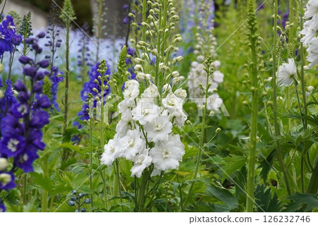 Delphinium flower, April 2025 126232746