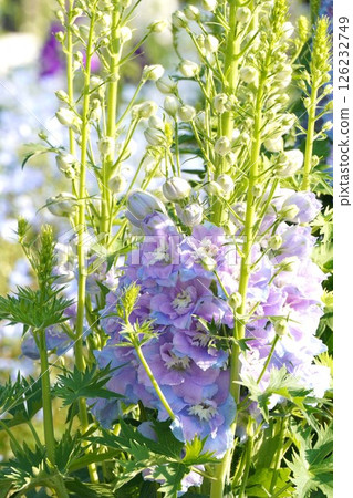 Delphinium flower, April 2025 Delphinium flower, April 2025 126232749