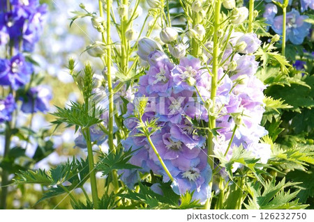 飛燕草花，2025年4月 126232750