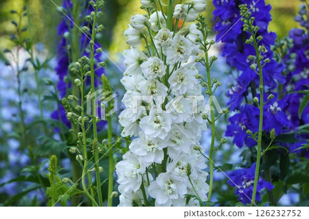 Delphinium flower, April 2025 Delphinium flower, April 2025 126232752