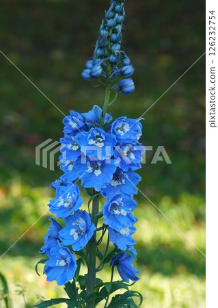 飛燕草花，2025年4月 126232754