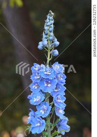 飛燕草花，2025年4月 126232755