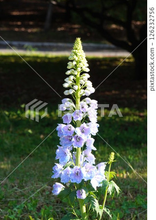 Delphinium flower, April 2025 126232756