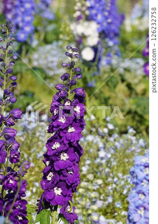 Delphinium flower, April 2025 Delphinium flower, April 2025 126232758