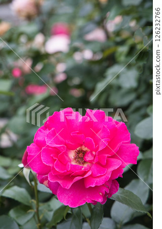 A red rose 126232766