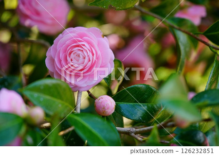 Cute pink camellia tree 7 Cute pink camellia tree 7 126232851