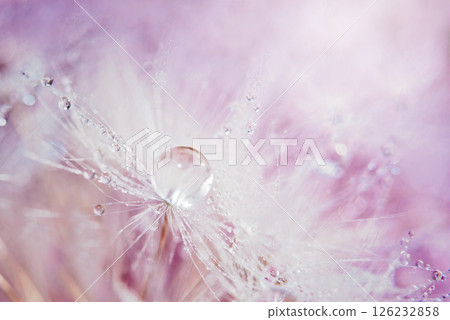 Dandelion and Water Drop. Macro of dandelion seed with a water droplet on soft pink and purple background symbolizing clarity, elegance, focus, and visionary business or beauty concepts Dandelion and Water Drop. Macro of dandelion seed with a water droplet on soft pink and purple background symbolizing clarity, elegance, focus, and visionary business or beauty concepts 126232858