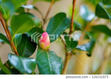 Five years after cuttings, the first buds of camellia (Hisicalite) have appeared in my garden. 126232873
