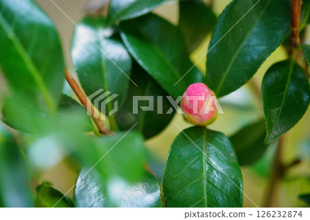 扦插五年後,我的花園裡出現了第一批山茶花(Hisicalite)的花蕾。 扦插五年後,我的花園裡出現了第一批山茶花(Hisicalite)的花蕾。 126232874