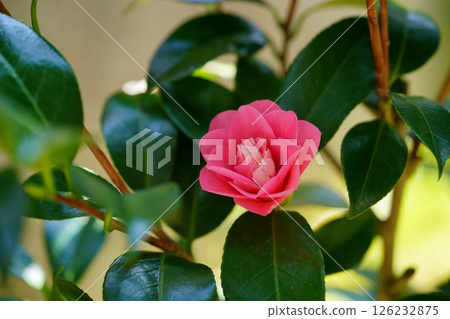 扦插五年後，我花園裡的第一朵山茶花（菱花藤）開花了 126232875