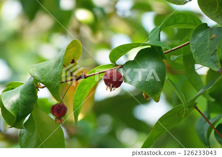 Fruit of the Tachibana Adek 126233043