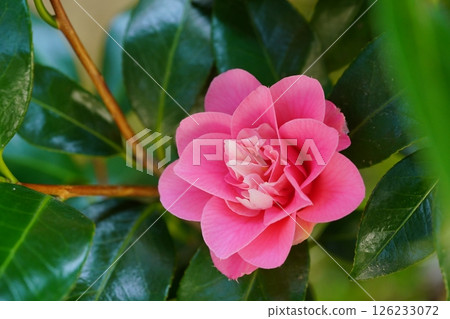 Five years after taking a cutting, the first camellia (Hishikaraito) to bloom in my garden 126233072