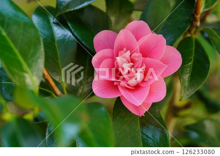 扦插五年後，我花園裡的第一朵山茶花（菱花藤）開花了 126233080