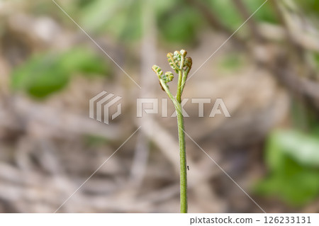Bracken: A wild vegetable that heralds the arrival of spring Bracken: A wild vegetable that heralds the arrival of spring 126233131