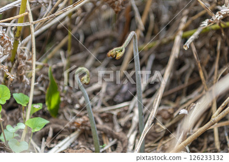 Bracken: A wild vegetable that heralds the arrival of spring Bracken: A wild vegetable that heralds the arrival of spring 126233132