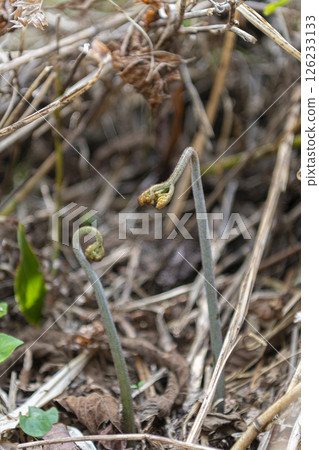 Bracken: A wild vegetable that heralds the arrival of spring Bracken: A wild vegetable that heralds the arrival of spring 126233133