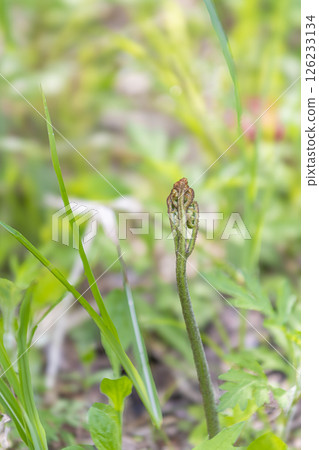 蕨菜:預示春天到來的野菜 蕨菜:預示春天到來的野菜 126233134