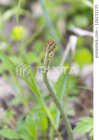 Bracken: A wild vegetable that heralds the arrival of spring 126233135