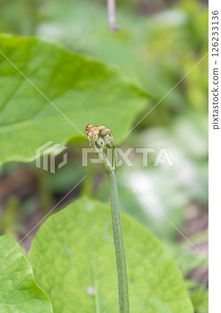 蕨菜:預示春天到來的野菜 蕨菜:預示春天到來的野菜 126233136
