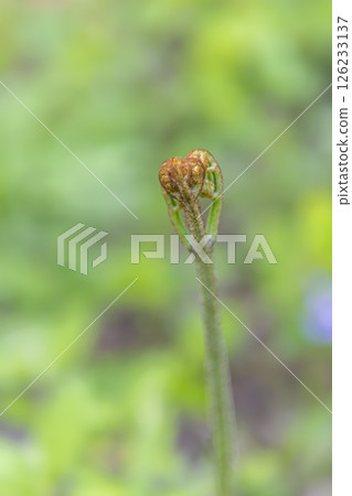 蕨菜:預示春天到來的野菜 蕨菜:預示春天到來的野菜 126233137