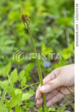 Harvesting bracken, a wild vegetable that heralds the arrival of spring 126233138