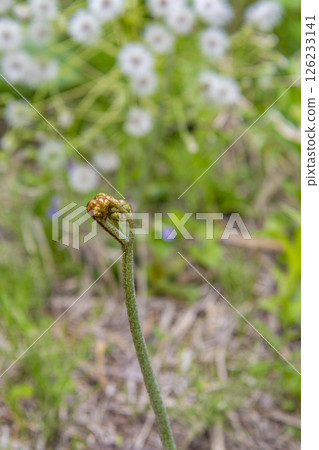 蕨菜：預示春天到來的野菜 126233141