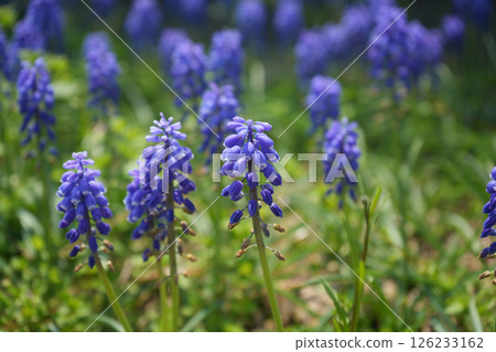 葡萄風信子花 葡萄風信子花 126233162