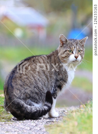 Adorable domestic cat in autumn Adorable domestic cat in autumn 126233163