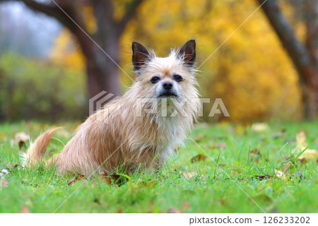 Very cute crossbreed dog in autumn Very cute crossbreed dog in autumn 126233202