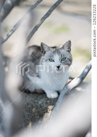 A cute stray cat relaxing on the embankment 126233228
