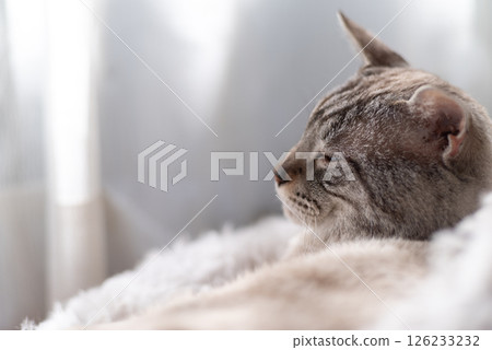 Cute cat relaxing by the window: Siamese tabby cat Cute cat relaxing by the window: Siamese tabby cat 126233232