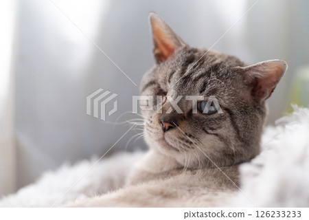 Cute cat relaxing by the window: Siamese tabby cat 126233233