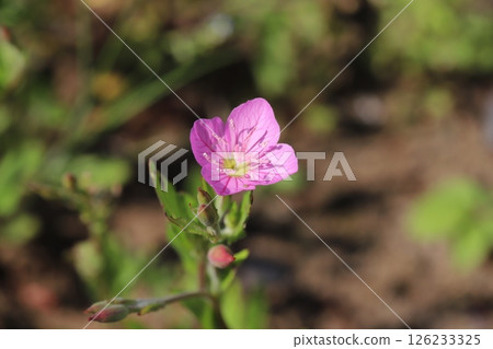 Pink Yugesho flowers blooming in a spring field 126233325