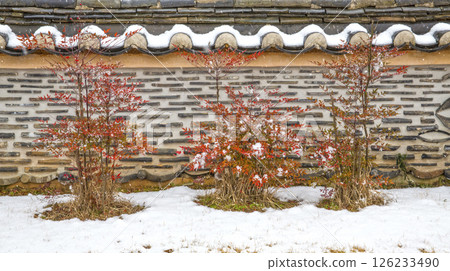 Red maple tree under the wall of a traditional Korean house Red maple tree under the wall of a traditional Korean house 126233490