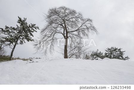 A tall zelkova tree on a snowy white hill 126233498