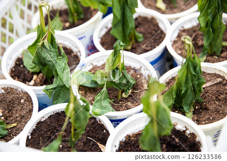 Frozen seedlings in cups for planting pepper plants. Frosts in spring, close-up Frozen seedlings in cups for planting pepper plants. Frosts in spring, close-up 126233586