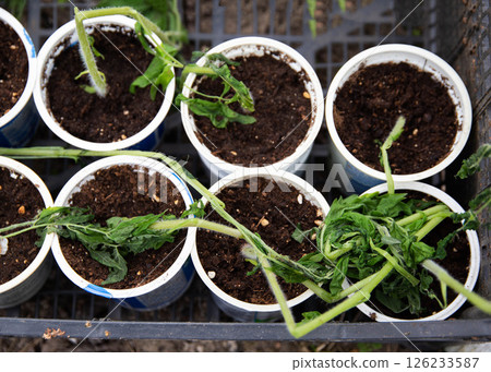 Frozen tomato plant before planting in the ground in spring, spring time 126233587