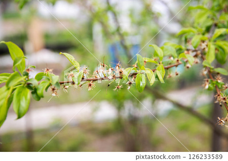 Frozen flowers of a fruit tree in spring. Frost in spring, damage to crops, copy space for text 126233589