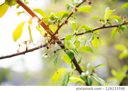 Frozen flowers of a fruit tree in spring. Frost in spring, damage to crops, copy space for text Frozen flowers of a fruit tree in spring. Frost in spring, damage to crops, copy space for text 126233590