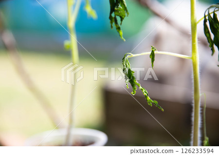 Frozen tomato plant before planting in the ground in spring, spring time. Copy space for text Frozen tomato plant before planting in the ground in spring, spring time. Copy space for text 126233594