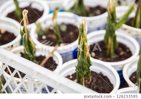 Frozen tomato plant before planting in the ground in spring, spring time 126233595