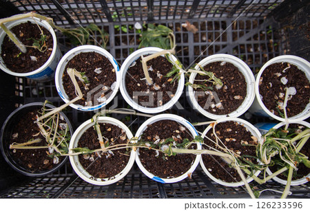 Frozen tomato plant before planting in the ground in spring, spring time Frozen tomato plant before planting in the ground in spring, spring time 126233596