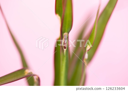 Sunburn on leaves of house flower on pink background, close-up 126233604
