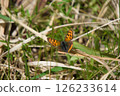 A copper butterfly taking a rest 126233614
