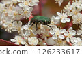 Pollen-eating Cetoniaceae 126233617