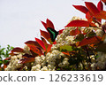 Butterfly nestling with flowers 126233619